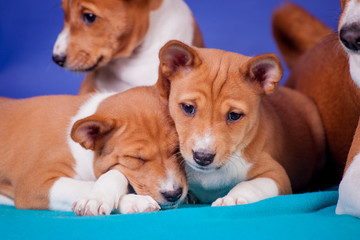 Little basenji puppies (1,5 month old) on  blue