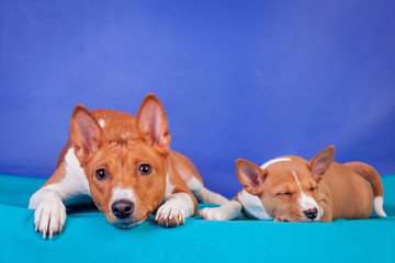 Little basenji puppy (1,5 month old) with mother