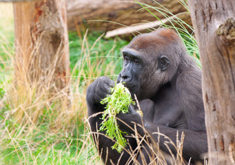 gorilla eating