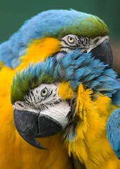 Foto op Canvas paar papegaaien © bertys30