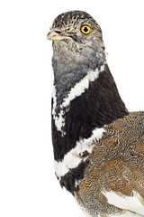 Zwergtrappe (Tetrax tetrax)