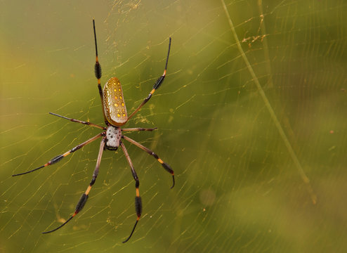 Golden Orb Spider