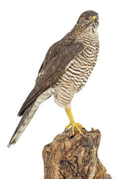 Sperber (Accipiter nisus)