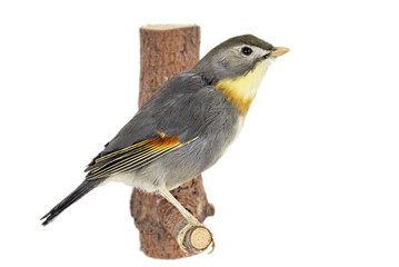 Sonnenvogel (Leiothrix lutea)