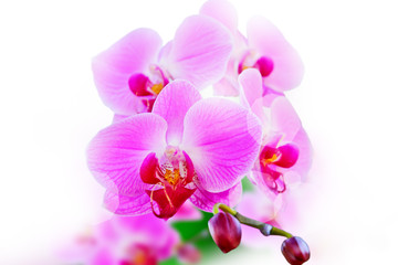 Fototapeta na wymiar Pink orchid on a white background