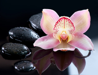 Fototapeta na wymiar Spa Stones and Flower Orchid na ciemnym tle