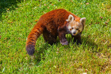 Red panda