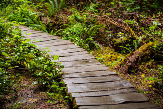 Boardwalk © Galyna Andrushko