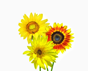 Fototapeta premium Spring flowers