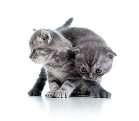 two funny cat kittens play together