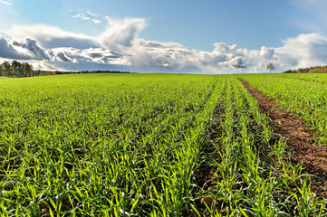 Country landscape.