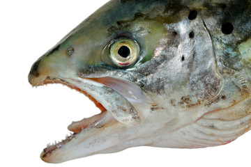 Natural head of salmon.