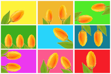 Tulpencollage