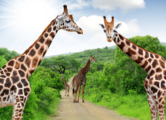 Giraffes in Kruger park South Africa - obrazy, fototapety, plakaty