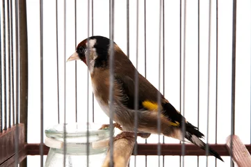 Papier Peint photo Oiseaux en cages chardonneret en cage