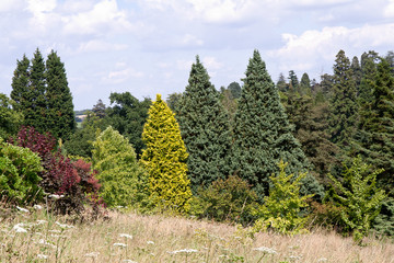Contrasting conifers
