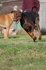 Dobermann beim Training