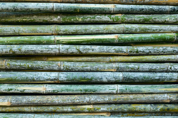 Green background bamboo
