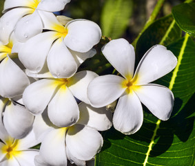 Fototapeta na wymiar Tropikalnych kwiatów Frangipani (Plumeria)