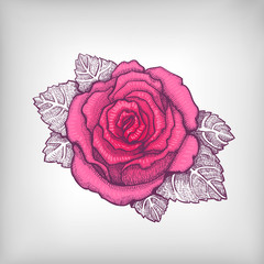 Vector drawing of pink rose