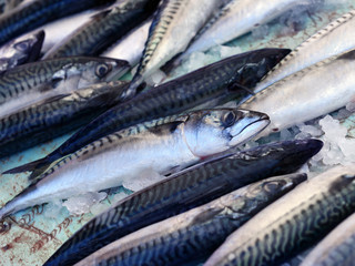 Fresh mackerel fish on ice