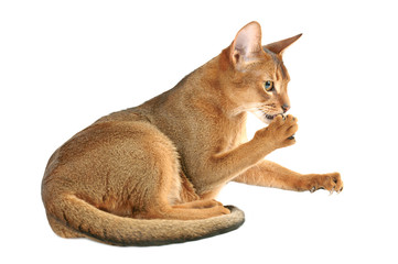 Abyssinian cat licking his paw