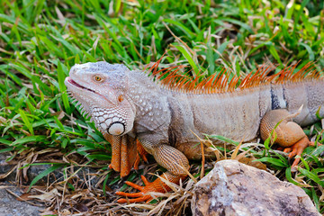 Big iguana.