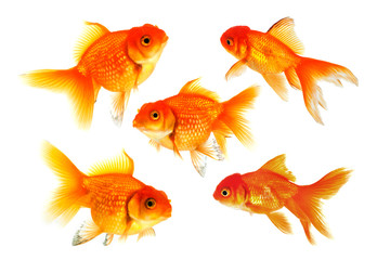 Fototapeta premium Gruppe von Goldfischen isoliert