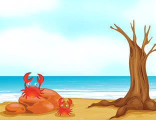 Crabs on a beautiful beach
