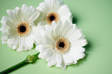 White flowers