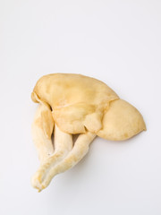 Sarjor-caju Mushroom , Pleurotus sajor-caju(Fr.) Sing ,  isolate