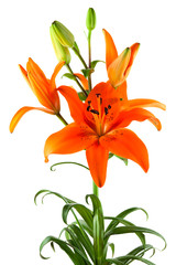Lilie orange © Digitalpress