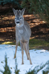 Roe deer