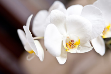 Orchidea