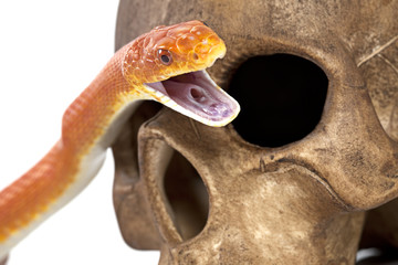 Texas rat snake with human skull