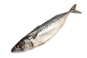 Mackerel fish isolated on a white studio background.