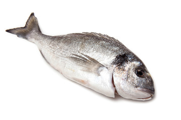 Sea Bream on a white studio background.