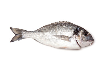 Sea Bream or Dorado fish isolated on a white studio background.