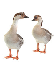 two goose