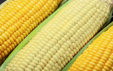 corn cob with green leaves