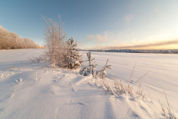 Fototapeta na wymiar Drzewa na skraju zimowych zaśnieżonym polu