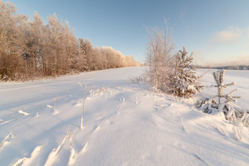 Obraz premium Trees on the brink of a winter snow-covered field
