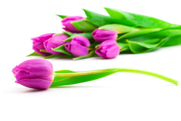 Obraz premium Bunch of tulips on white background,