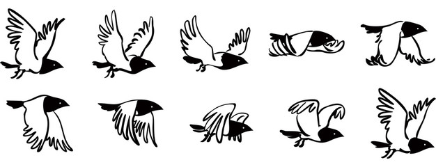 Flying bird sequence