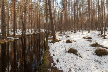 river in spring wood.  landscape