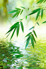 leaf of bamboo