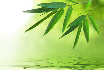 Naklejka premium bamboo leaf