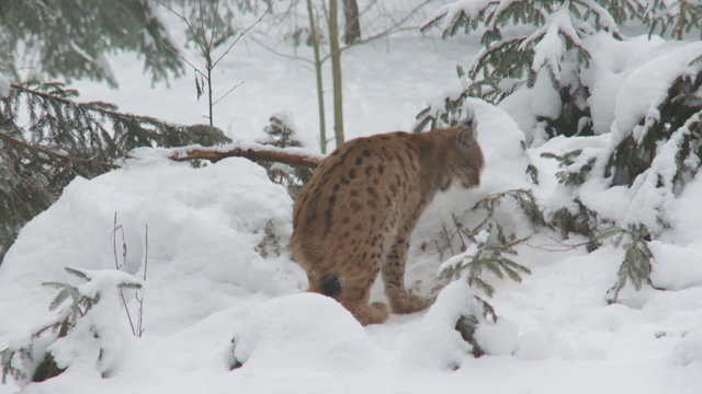 luchs