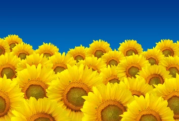 Keuken foto achterwand Zonnebloem Field of sunflowers and blue sky
