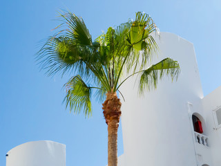 Palm tree in front of whitewashed house © Viktor